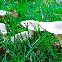Fairy Rings lawn disease in grass